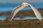 Sea of Cortez  Great Egret : Great Egret