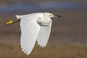 Sea of Cortez  Snowy Egret : Snowy Egret