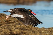 Sea of Cortez  American Oystercatcher : American Oystercatcher