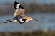 Sea of Cortez  Willet : Willet