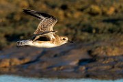 Sea of Cortez  Mountain Plover : Mountain Plover