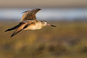 Sea of Cortez  Marbled Godwit : Marbled Godwit