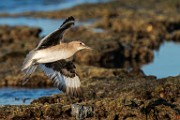 Sea of Cortez  Willet : Willet