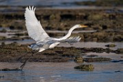 Sea of Cortez  Great Egret : Great Egret