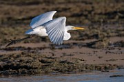 Sea of Cortez  Great Egret : Great Egret