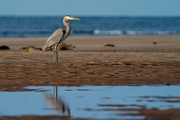 Sea of Cortez  Great Blue Heron : Great Blue Heron
