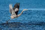 Sea of Cortez  Great Blue Heron : Great Blue Heron