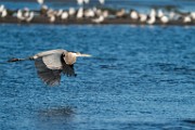 Sea of Cortez  Great Blue Heron : Great Blue Heron