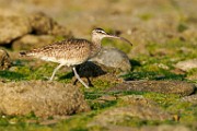 Long-billed Curlew  Long-billed Curlew : Long-billed Curlew