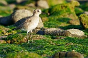 Mountain Plover  Mountain Plover : Mountain Plover