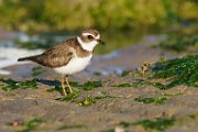 Semipalmated Plover  Semipalmated Plover : Semipalmated Plover