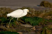 Snowy Egret  Snowy Egret : Snowy Egret