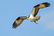 Osprey  Osprey : Osprey