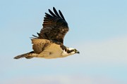 Osprey  Osprey : Osprey