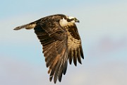 Osprey  Osprey : Osprey