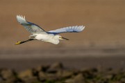 Snowy Egret  Snowy Egret : Snowy Egret