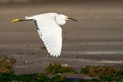 Snowy Egret  Snowy Egret : Snowy Egret