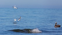 Sea of Cortez, June. 2014