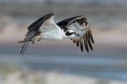 Sea of Cortez Birds  Osprey : Osprey