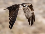 Sea of Cortez Birds  Osprey : Osprey