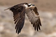 Sea of Cortez Birds  Osprey : Osprey