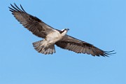 Sea of Cortez Birds  Osprey : Osprey