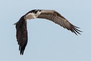 Sea of Cortez Birds  Osprey : Osprey