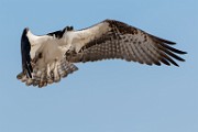 Sea of Cortez Birds  Osprey : Osprey