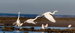 Sea of Cortez Birds  Great Heron : Great Heron