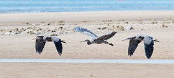 Sea of Cortez Birds  Great Blue Heron : Great Blue Heron