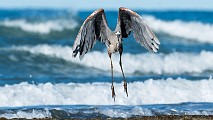 Sea of Cortez, Mexico  Great Blue Heron : Great Blue Heron