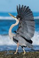 Sea of Cortez, Mexico  Great Blue Heron : Great Blue Heron