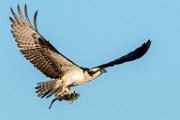 Sea of Cortez, Mexico  Osprey : Osprey