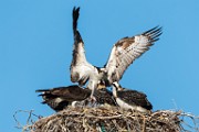 Sea of Cortez, Mexico  Osprey : Osprey