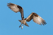 Sea of Cortez, Mexico  Osprey : Osprey