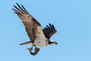 Sea of Cortez, Mexico  Osprey : Osprey