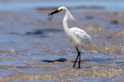 Sea of Cortez  Snowy Egret : Snowy Egret