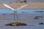 Sea of Cortez  Snowy Egret : Snowy Egret