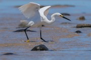 Sea of Cortez  Snowy Egret : Snowy Egret