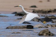 Sea of Cortez  Snowy Egret : Snowy Egret