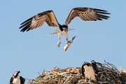 Sea of Cortez  Osprey : Osprey