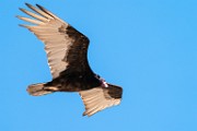 Sea of Cortez  Turkey Vulture : Turkey Vulture