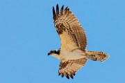 Sea of Cortez  Osprey : Osprey