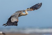 Sea of Cortez  Great Blue Heron : Great Blue Heron