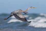 Sea of Cortez  Great Blue Heron : Great Blue Heron