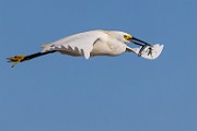 Sea of Cortez  Snowy Egret : Snowy Egret