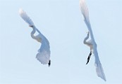 Great Egret  Great Egret : Great Egret