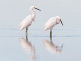 Snowy Egret  Snowy Egret : Snowy Egret