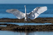 Great Egret  Great Egret : Great Egret