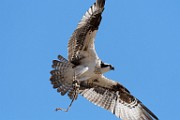 Osprey  Osprey : Osprey